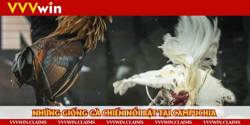 Những giống gà nên lựa chọn khi ra chiến trường