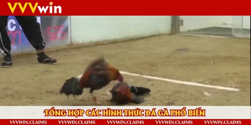 Hàng loạt hình thức đá gà khác nhau đang đợi người chơi lựa chọn
