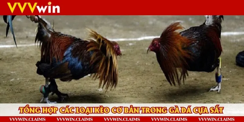 Đa dạng các loại kèo cơ bản cho người chơi lựa chọn và giải trí